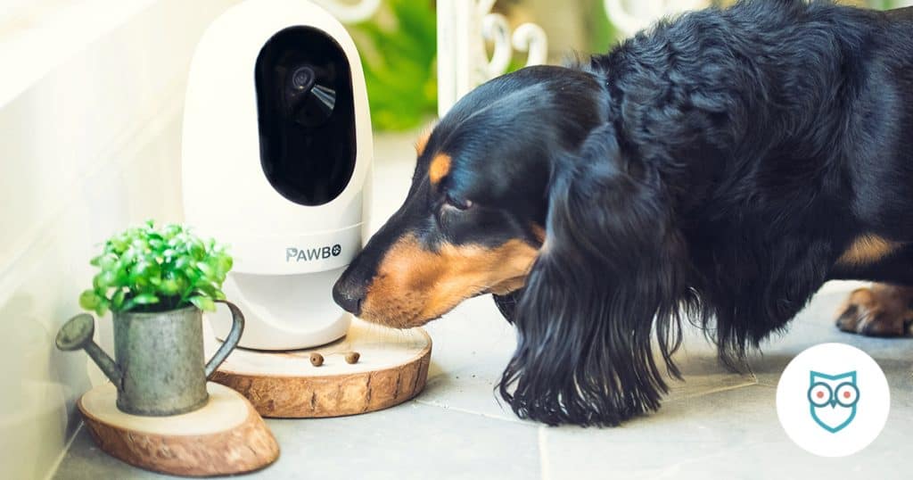 Best Pet Cameras for Watching Your Pets