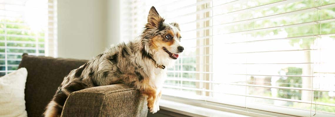 Home Security Systems for Pets