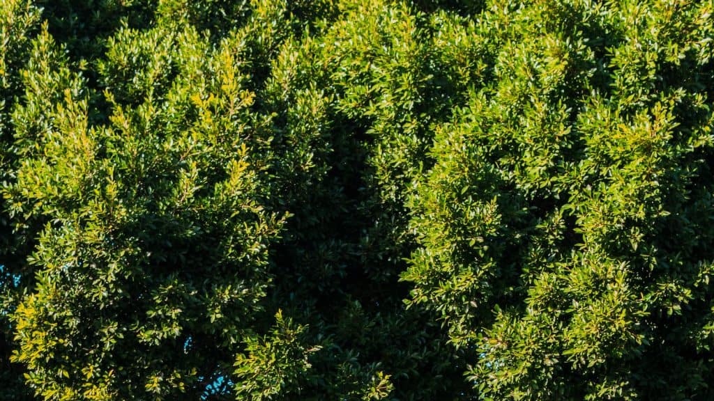 Garage doors | How to rearrange your garage