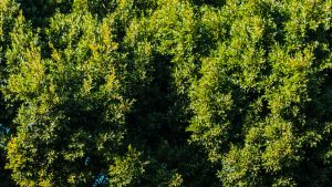 Garage doors | How to rearrange your garage