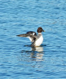 3 The Majority Of Typical Garage Door Injuries and How to Prevent Them
