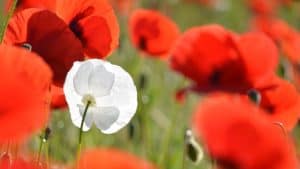 All About the Different Styles of Garages