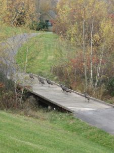 Driveway Design Ideas You’ll Love