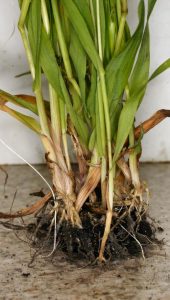 Common Garage Problems That You Can’t Let Happen