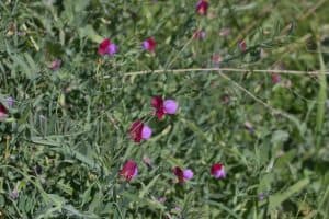 Why You Don’t Need a Barn Style Garage